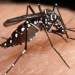 WHO recommends Cheminova product for Mosquito Control WHO recommends Cheminova product for Mosquito Control